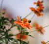 Orange Florals 1