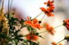 Orange Florals 3