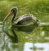 Swimming Pelican