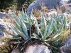aloe