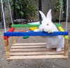 rabbit 1