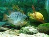 fish 3