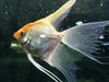 fish 2
