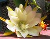 flower 1