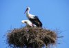 stork 3