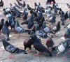 pigeon 4