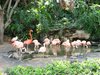 flamingo 1