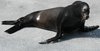 seal  7