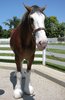 horse 13