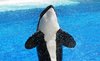 whale 4