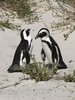 Jackass Penguines
