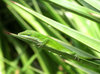 Lazy lizard