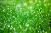 Morning dew 2