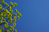 Oak leafs on blue sky