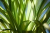 Green Spider plant