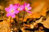 Pink Hepatica