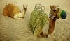 Camels