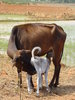 Calf  6