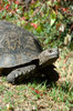 Tortoise
