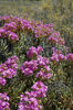 Karoo succulents 1