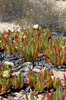 Karoo succulents 5