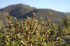 Karoo Succulents 9