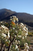 Karoo Succulents 11