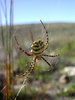 Golden Orb Spider