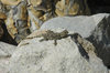 Sunbathing rock lizzard