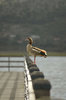 Goose 2