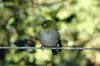Birds of Eden