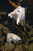 Cuttlefish 2
