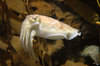 Cuttlefish