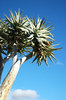 Quiver Tree