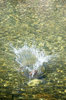 Splash 3
