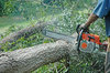 Chainsaws in action. 2