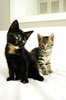 Playful Kittens 4
