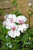 Flowers 1