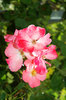 Flowers 3