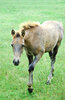 Nooitgedacht Horses 1