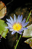 lotus 2