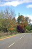 Autumn Road