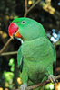 Axle the Parrot