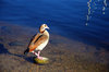 Egyptian Goose II