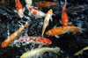 koi 2