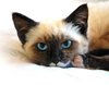 Siamese in a good mood