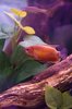 Gourami