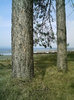 Two trees