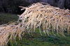 Branch