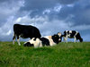 Cows